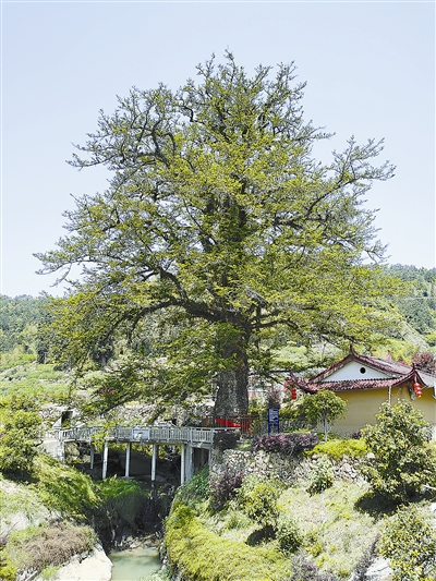 树木传奇油杉沧海桑田最美古树