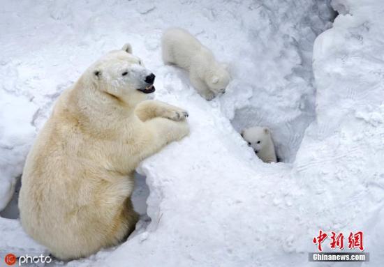  资料图：北极熊。 图片来源：东方IC 版权作品 请勿转载