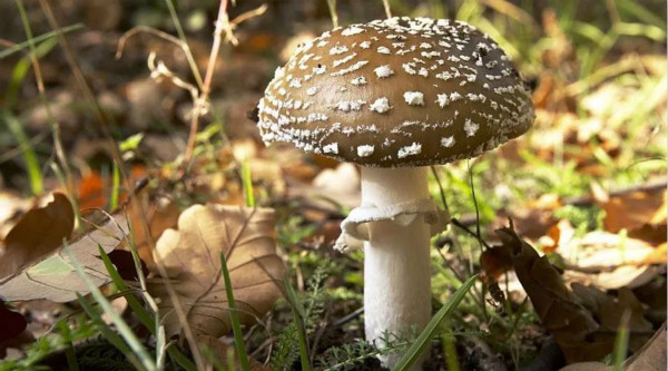 采摘季千万当心!欧洲误食毒蘑菇事件频发