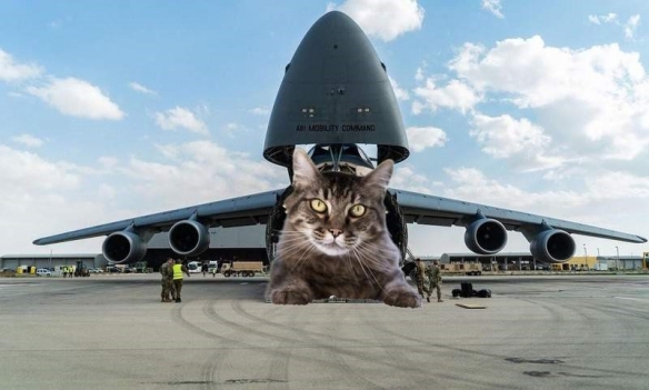 日本网友将猫咪巨大化p入军事照片 特别感官带给你不同体验