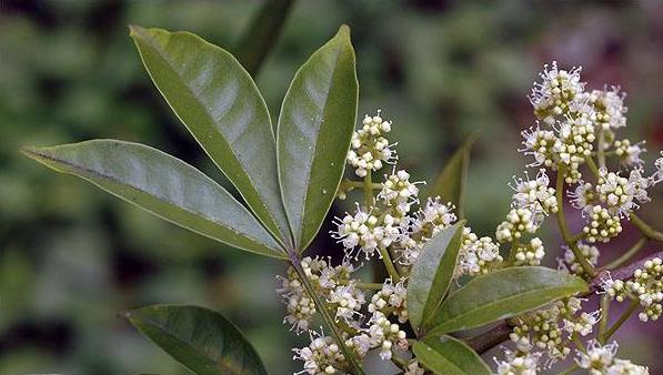 每个枝丫只长三片叶子的怪树 可以制作"凉茶饮品" 还能解毒养生|三叉