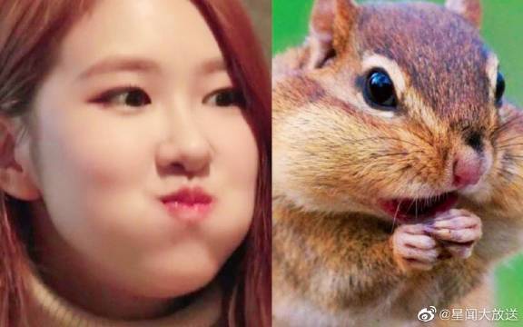 【blackpink】朴彩英吃东西的样子好像花栗鼠!
