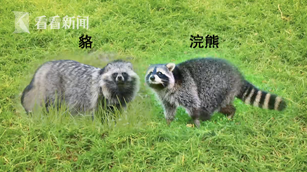 男子小区遛狗竟发现浣熊三口之家?其实是野生"貉"