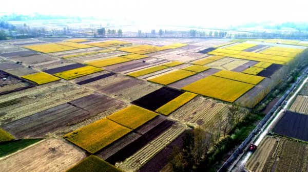 镇,常州市武进区雪堰镇,沛县安国镇,丰县首羡镇,常州市金坛区薛埠镇