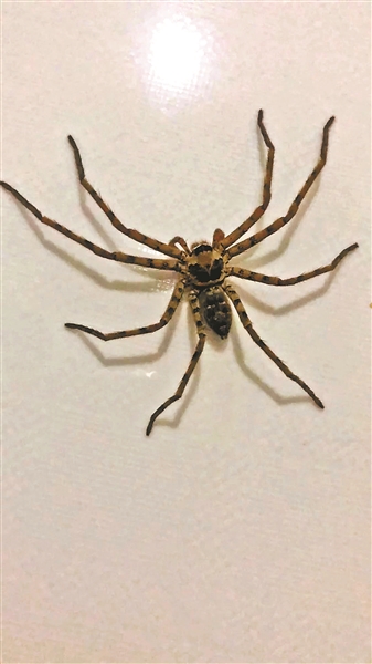 网红蜘蛛真是灭蟑神器吗