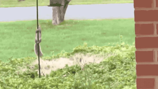 600_337gif 动态图 动图