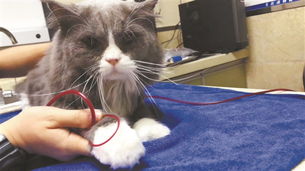 宠物互助献血低调成风:喵星人病危待血,“铲屎官”组团相救|奥斯卡|宠物|鳌拜_新浪新闻