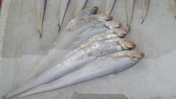 长江刀鱼已经禁捕,那市面上怎么会有"江刀"?主管部门有话说|刀鱼|长江