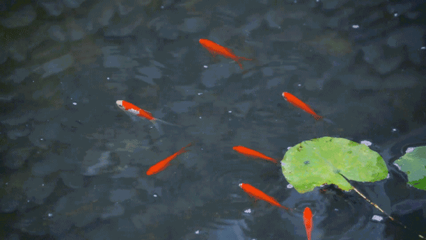 梦遇鲤跃桥，探索潜意识中的自由与重生