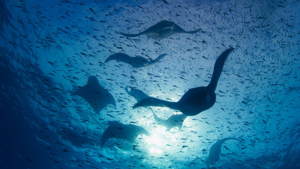 读图丨bbc高分纪录片蓝色星球2里都用了哪些高科技