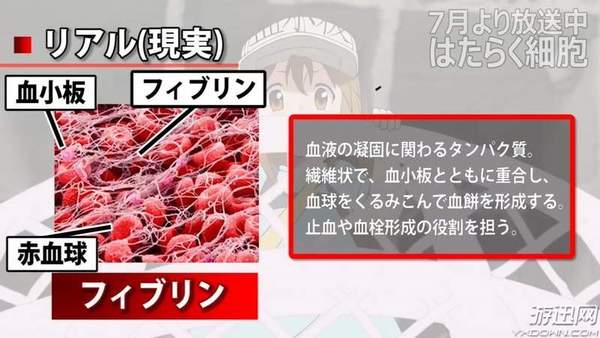 开始很可爱的初始t细胞,后面的发展有点超乎想想.