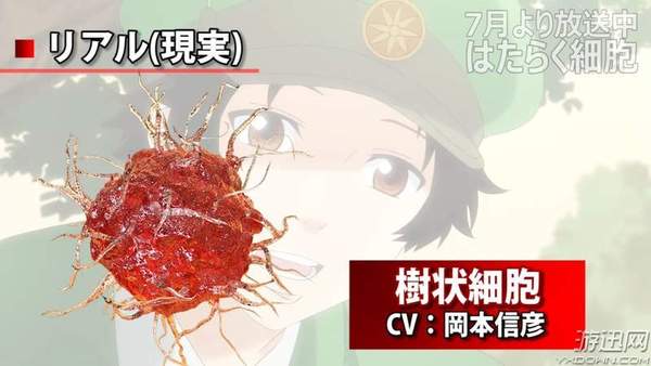 辅助性t细胞是淋巴系统的司令官,确认病源入侵之后负责对杀手t细 