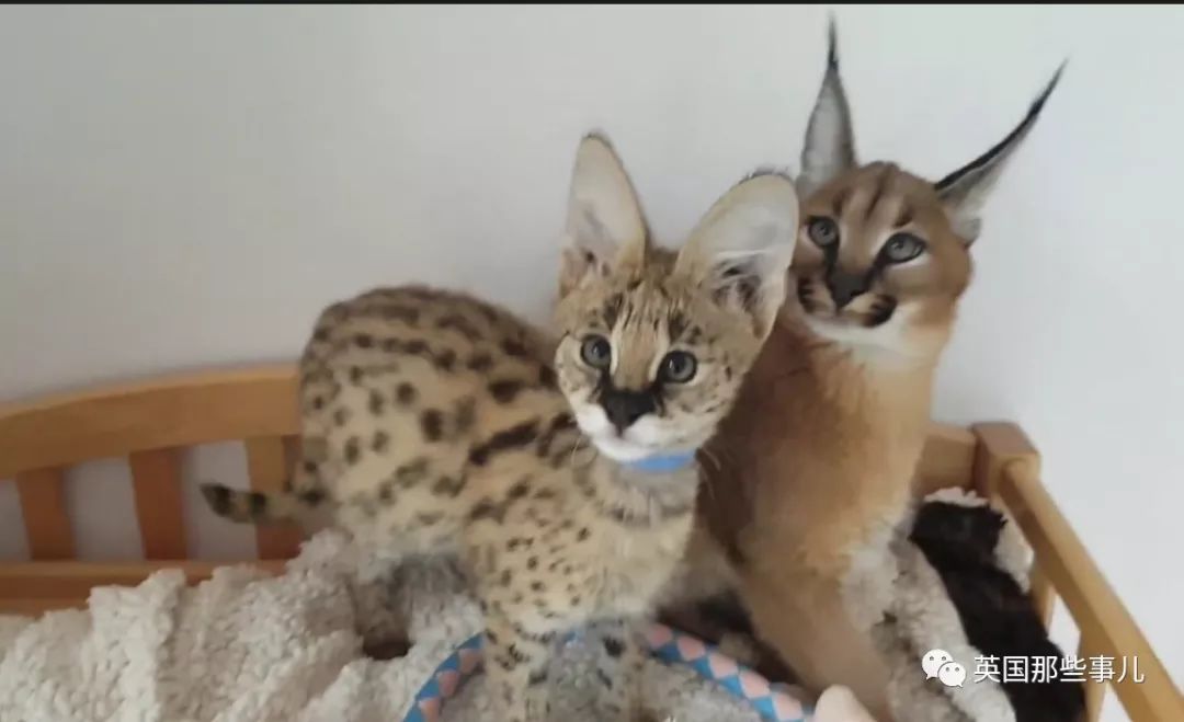 薮猫和狞猫一样,也属于野生喵星人里比较容易驯化的品种.