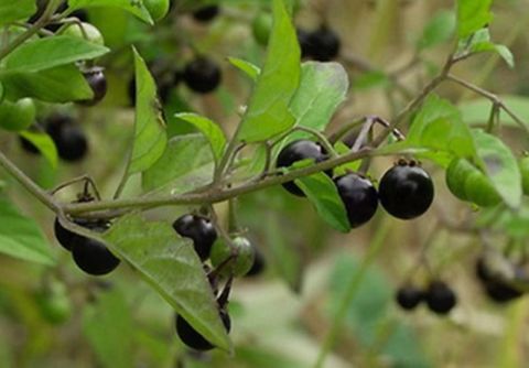 龙葵别名苦葵,苦菜,天茄子,水茄,天泡草,老鸦酸