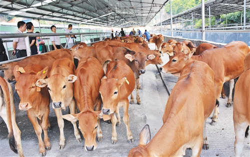 广西都安县贷上几头牛走上脱贫路