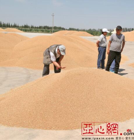 今年,当地冬小麦单产最高纪录在该县半截沟镇腰站子村诞生,首次突破