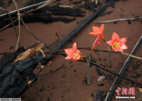  当地时间9月1日，玻利维亚Chochis附近，一片被森林大火烧灼的土地上出现几朵盛开的鲜花。