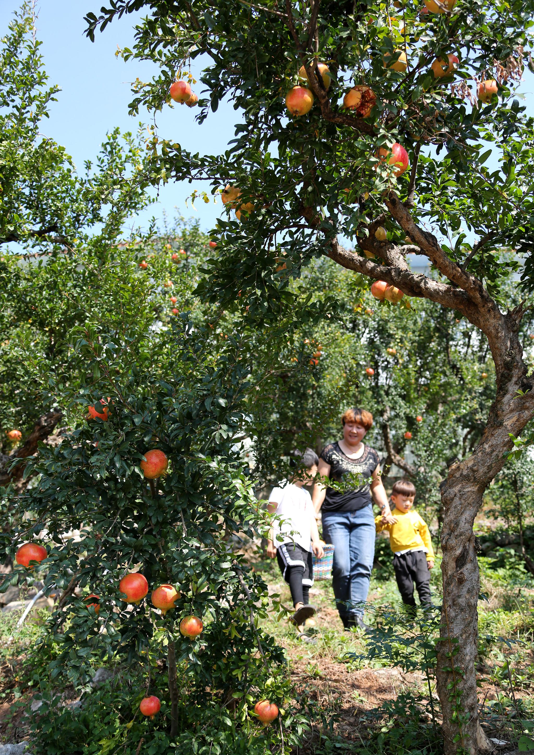 山东枣庄:石榴丰收迎佳节