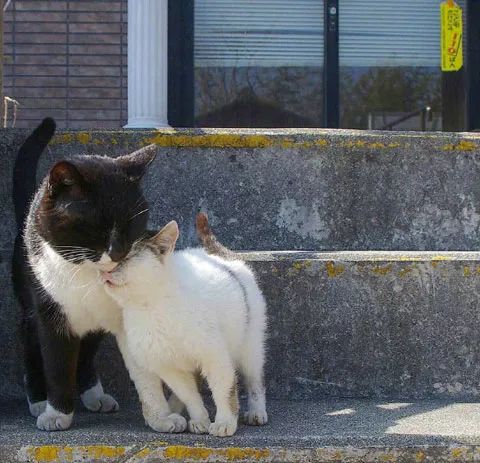 推主拍下街头两猫的各种蹭蹭瞬间,单身狗看了会被暴击,慎点.