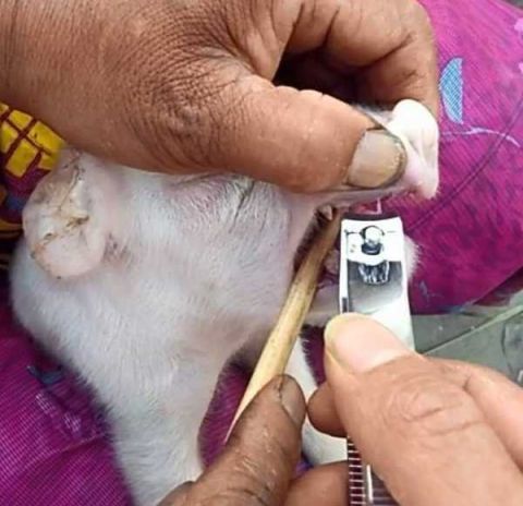 农村大姐用这工具剪掉小奶猪的牙齿,看着有点疼!