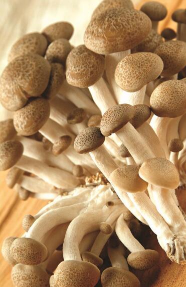 据她介绍,2万个菌棒第一茬共出菇近1万公斤,销售收入6万元.