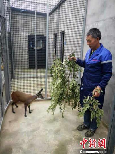 山西最大林麝养殖基地落户交城特色养殖助力脱贫