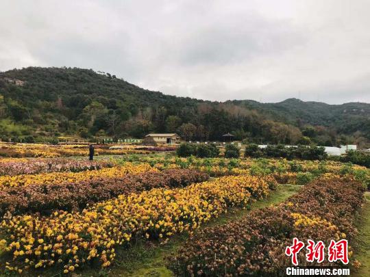 海头村的菊花种植园。　张斌 摄