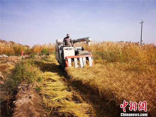 新疆兵团第十二师二二二团五连职工靳怀宾种植的水稻迎来收获季。　安媛杰　摄