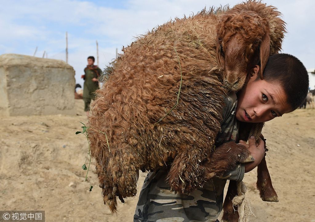 月22日,喀布尔开斋节之际,牲畜市场内一名阿富汗男孩背上背着一只绵羊