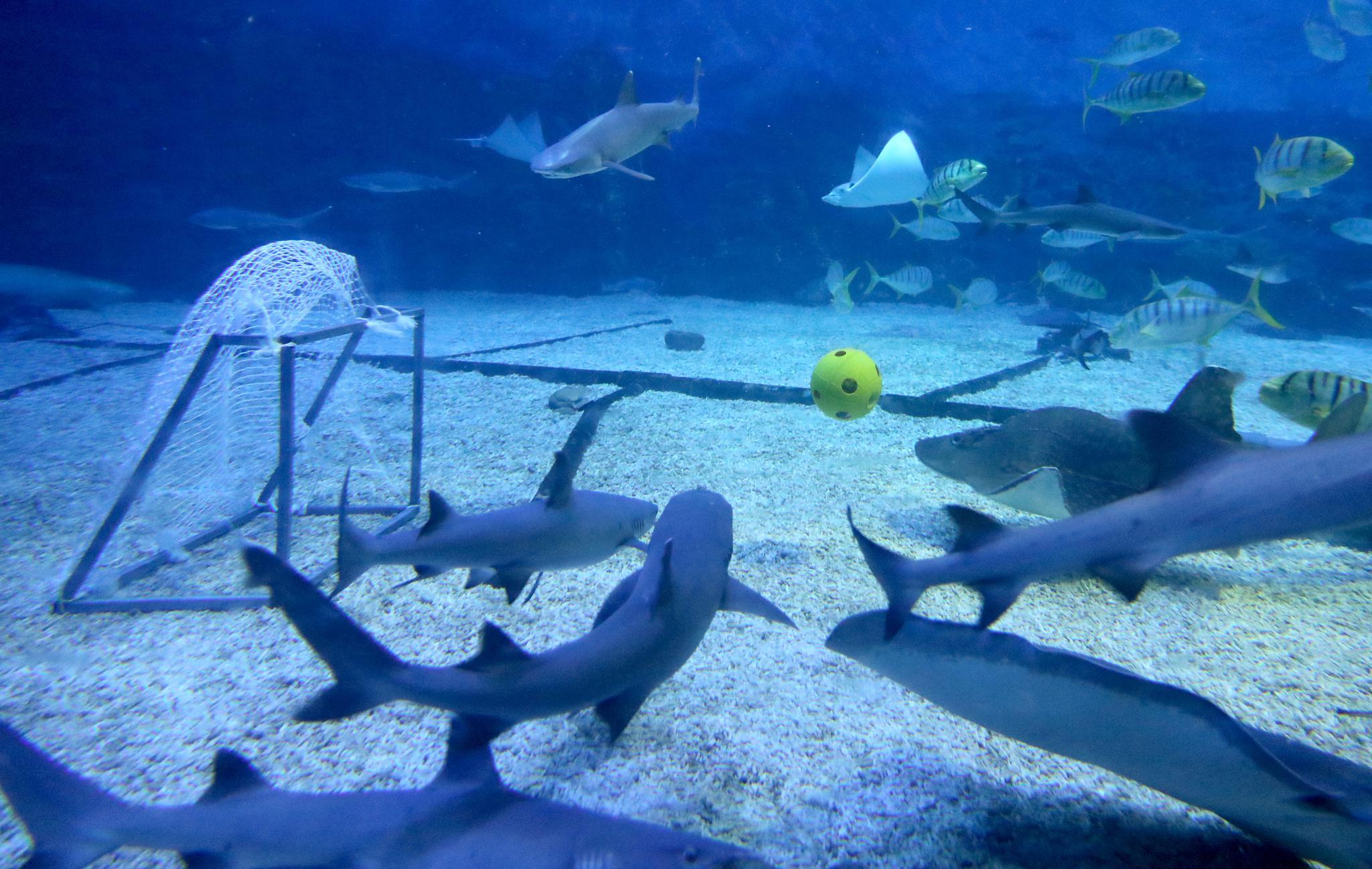 山东烟台上演"海底世界杯"