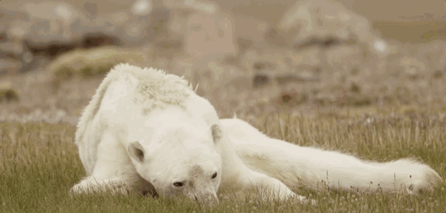 北极圈32c高温北极熊被热死只是个谎言刷屏照的背后他拍到了美而残酷