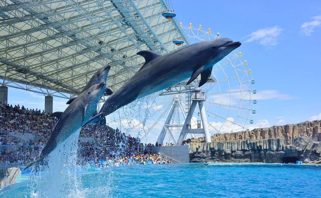 日本一水族馆内开起了寿司展,将鱼和鱼做成的寿司一起亮相