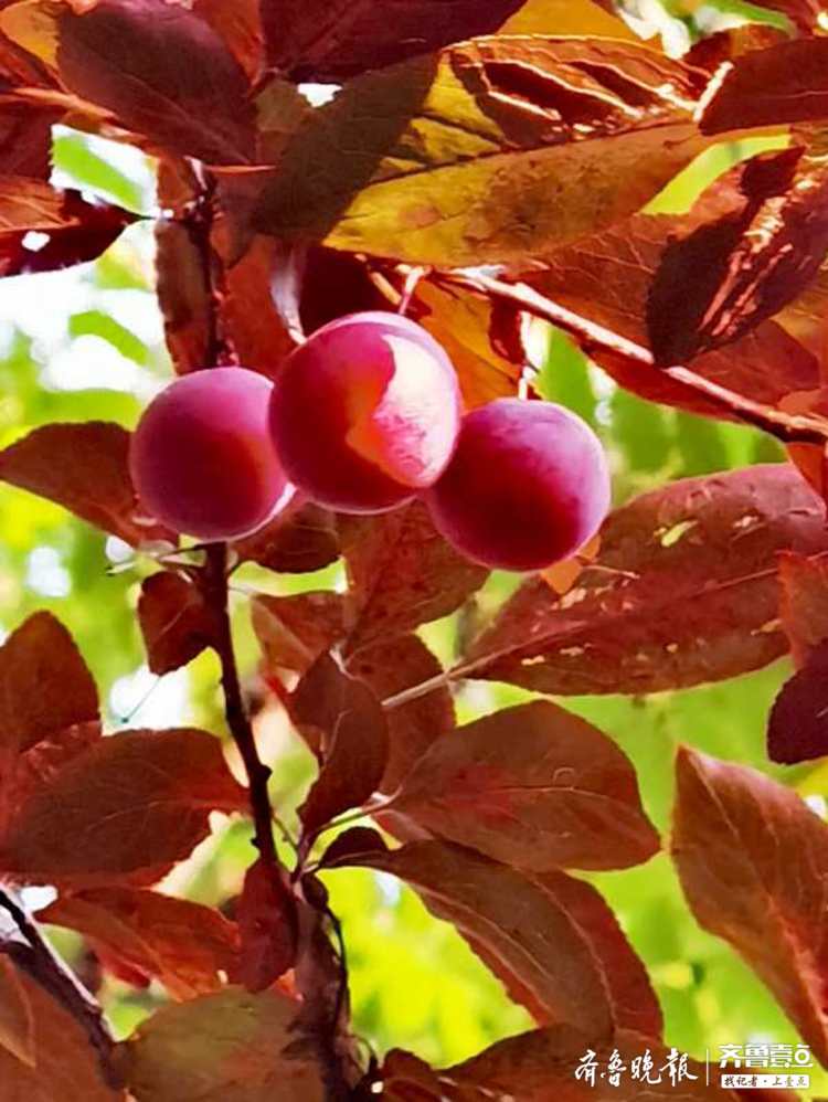 路边的红叶李果子能吃吗(路边的红叶李果子能吃吗图片)