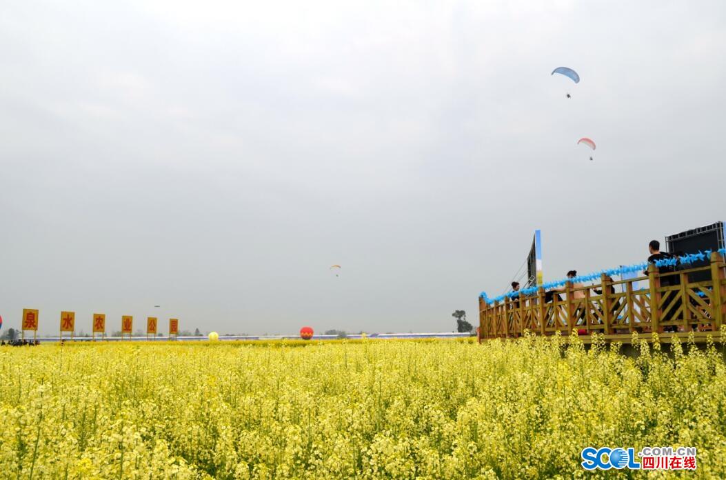 普通油菜花看腻了 快来什邡南泉镇观五彩油菜花