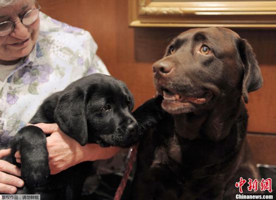 格力犬排行榜_新版格力犬排名_供应信息_金农网