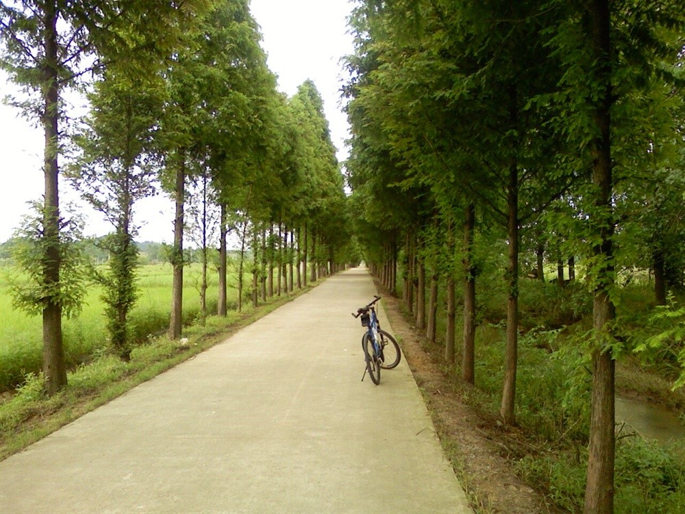 【40年记忆】从乡村路看农村的变化