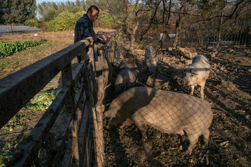 洛克菲勒曾孙女买下4头珍稀中国东北民猪,希望运回美国养殖