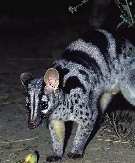 四条宽而大的黑色横斑在其背部上,缟灵猫又叫"横斑灵猫"或"八卦猫"