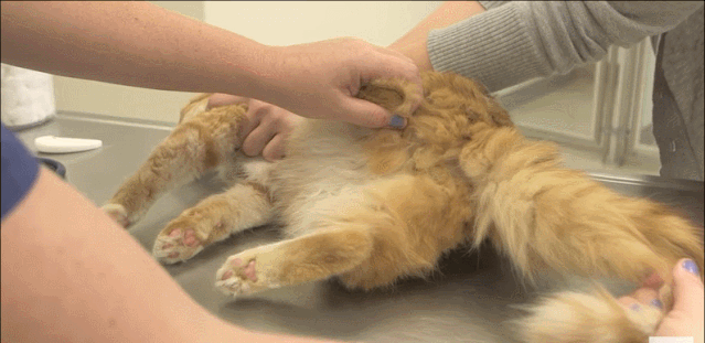 猫这么可爱为什么要割蛋蛋