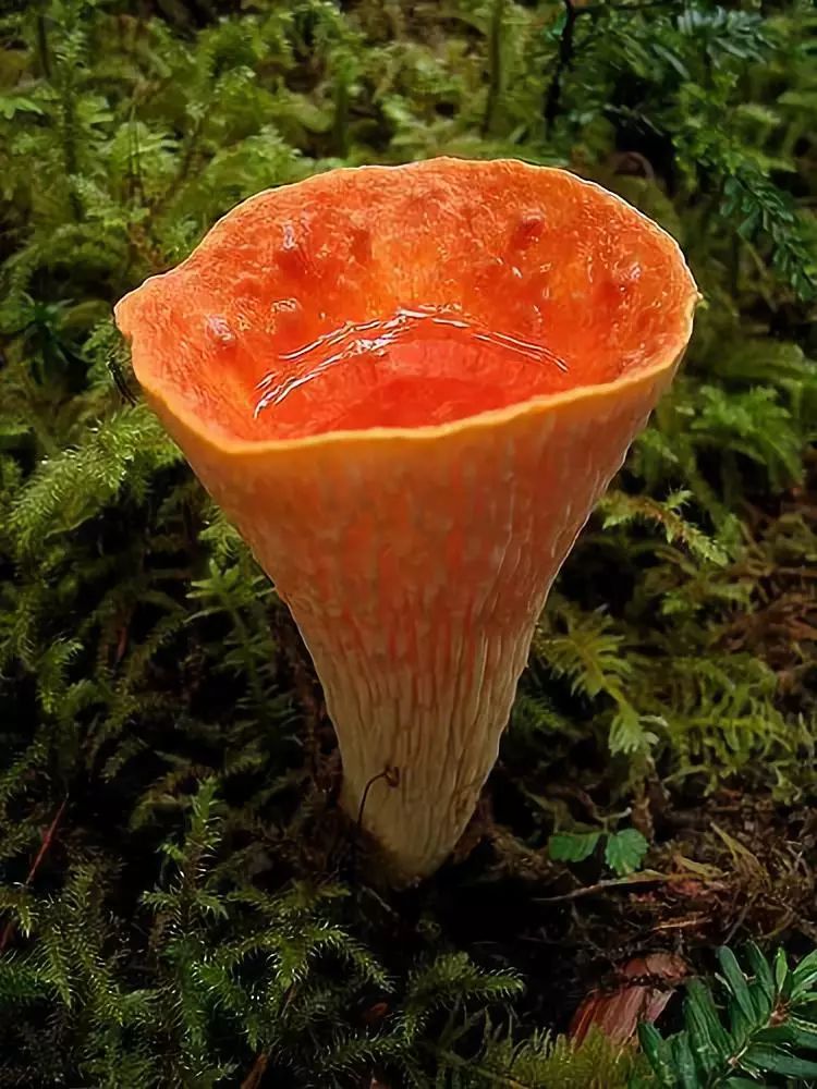 蘑菇|群友|纱裙_新浪新闻