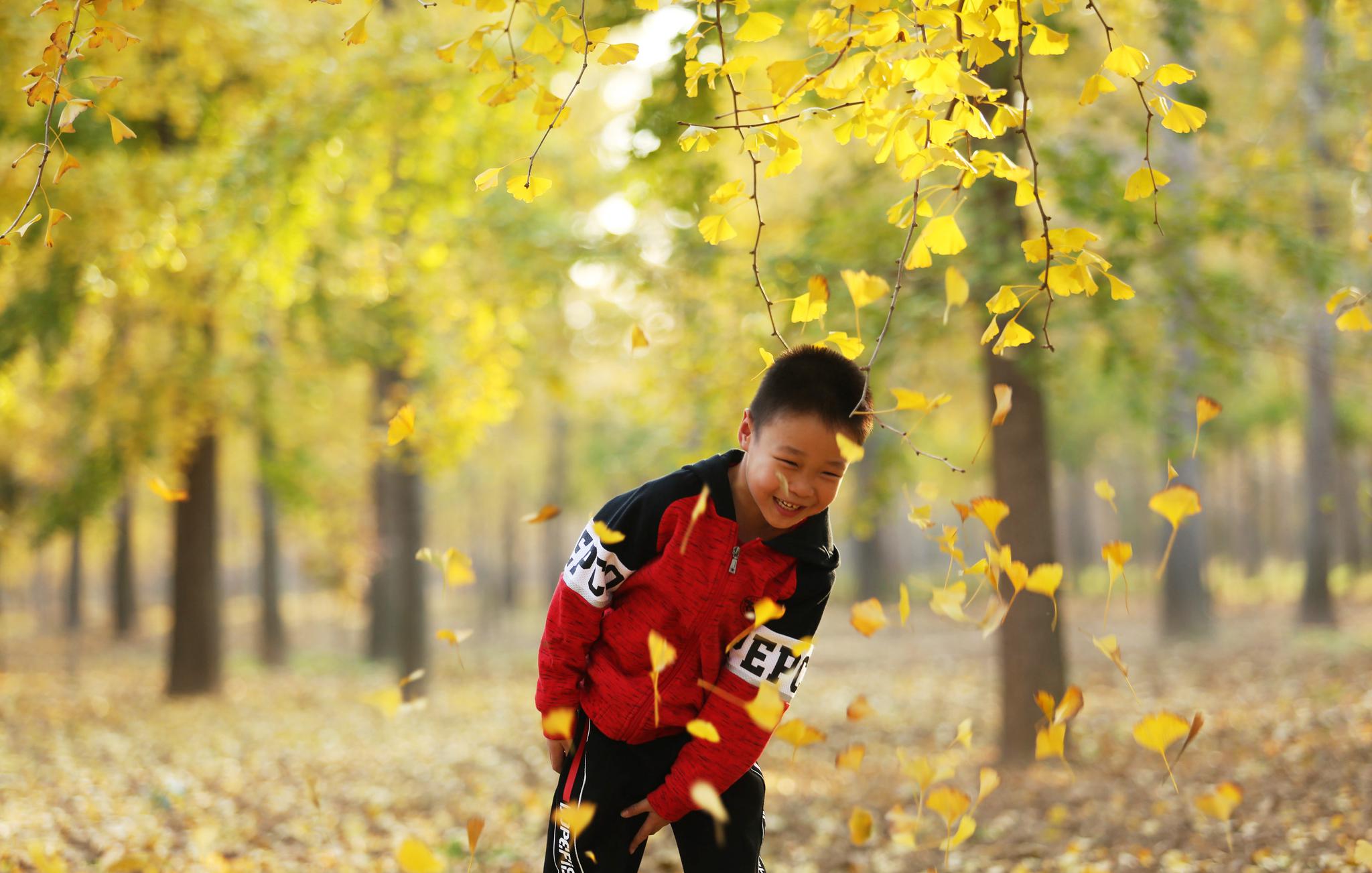 11月3日,一名小男孩在山东省临沂市郯城县一处银杏林中玩耍.