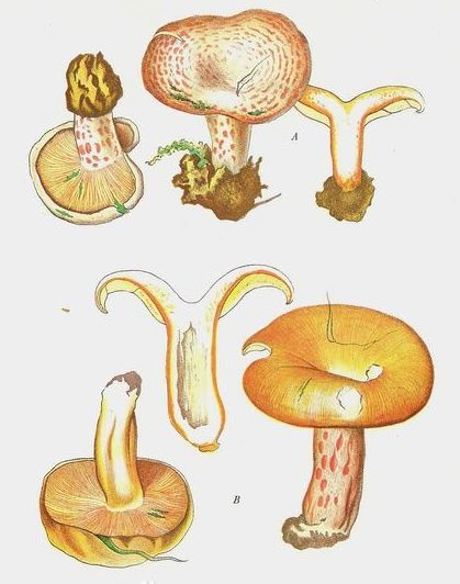 还用了一种野蘑菇,除了上好的老鸭,这道菜的食材,老鸭雁来蕈有一道菜