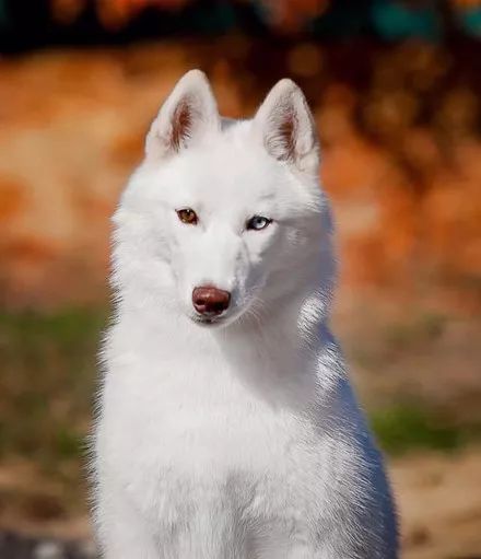 纯白雪哈配上一双鸳鸯眼,简直太仙了,让人看了根本移不开眼啊!