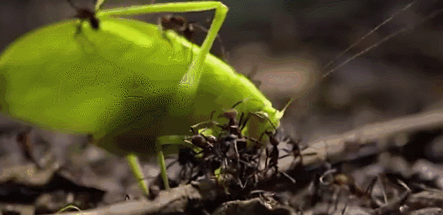 过敏性休克|红火蚁|蚂蚁_新浪新闻