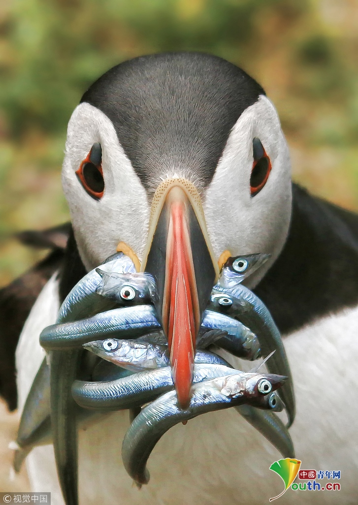 英国呆萌海鹦竟是捕鱼好手 嘴里叼沙鳗喂幼鸟