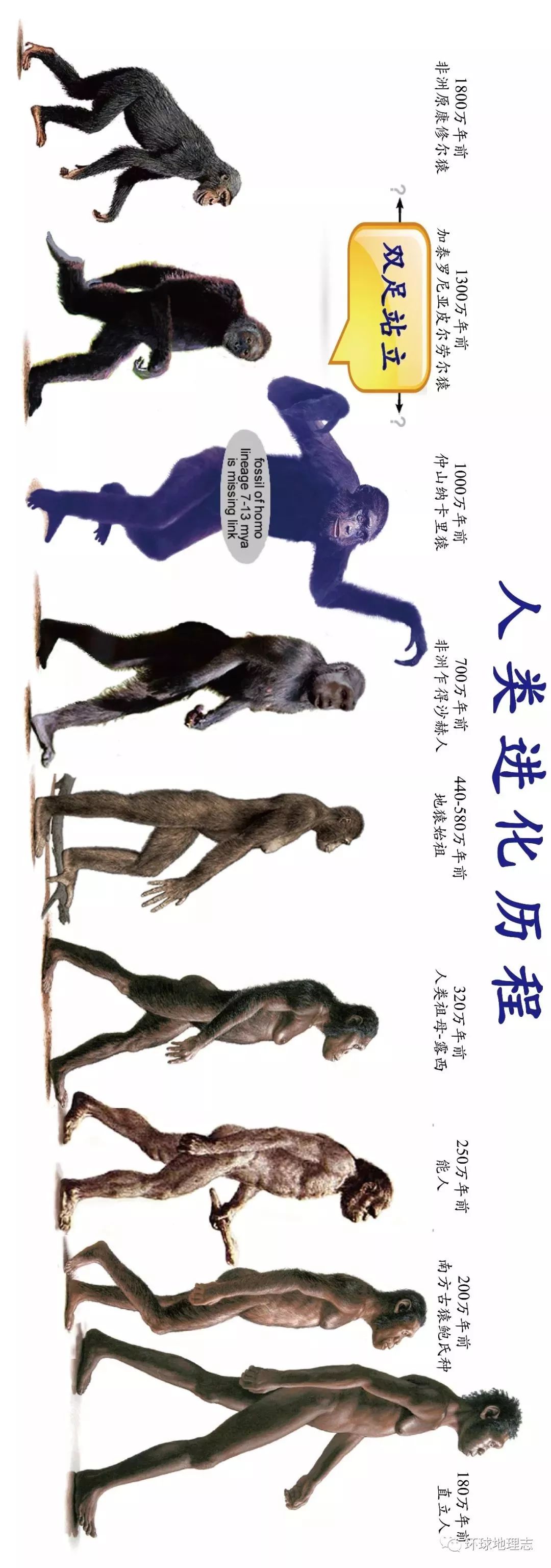 人类700万年震撼的极简人类史
