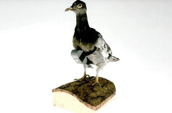 綁在鴿子模型上的間諜相機(圖源:CIA)