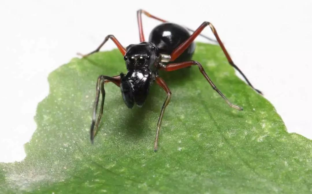 中国科学家发现蜘蛛哺乳行为 乳汁蛋白含量是牛奶4倍