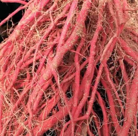 农民挖到长的像红薯的"它"价值300元一斤,很多人都不认识!