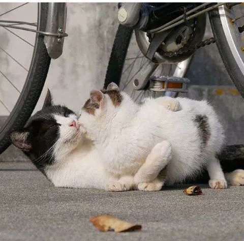 推主拍下街头两猫的各种蹭蹭瞬间,单身狗看了会被暴击,慎点.